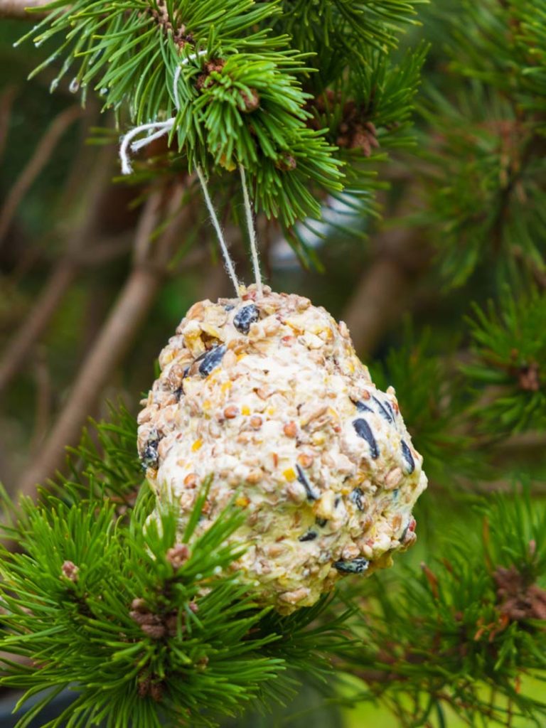 Fabriquer des boules de graines pour les oiseaux avec une pomme de pin