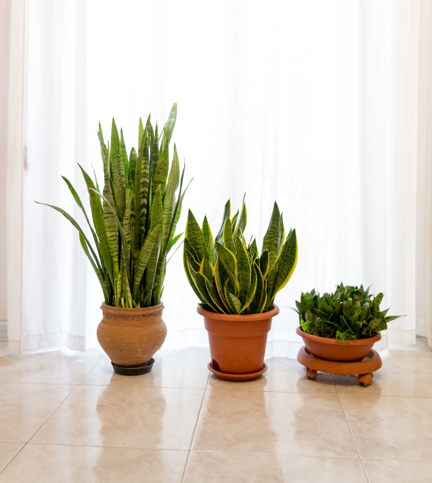 plantes chambre bébé